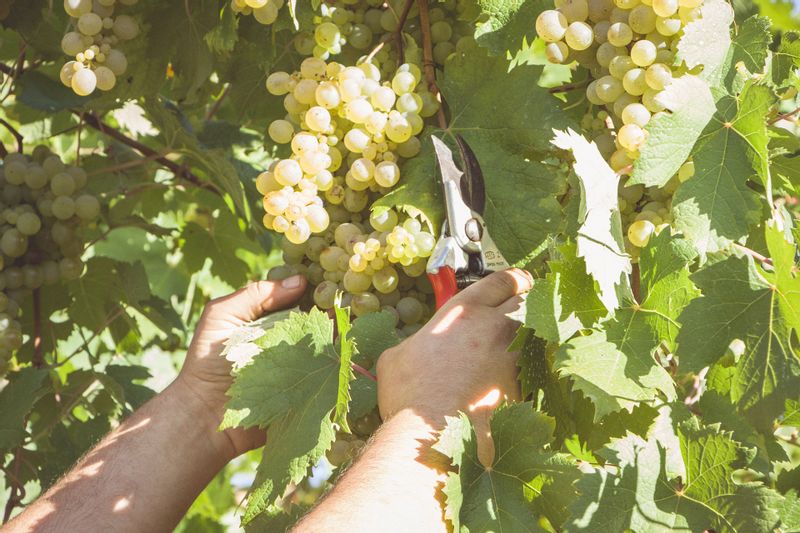 Naples Private Tour - Delicious grapes