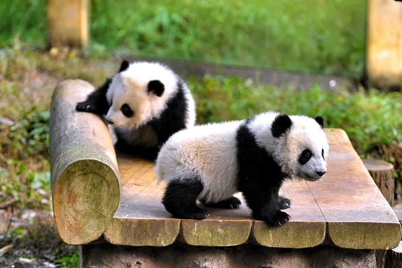 Beijing Private Tour - Lovely pandas 