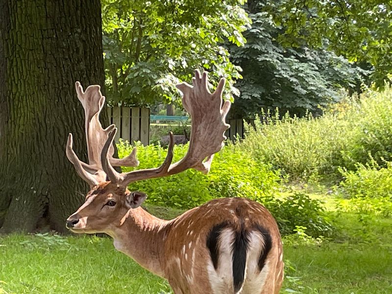 Munich Private Tour - Hirschgarten: Munich's larger Biergarten has room for 8,000 people and lots of deer too!