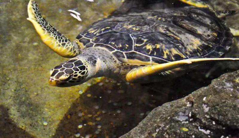 Beijing Private Tour - Beijing Aquarium 