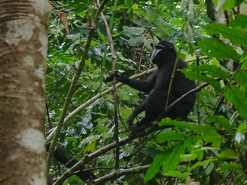 North Sulawesi Private Tour - Endemic Black Macaque of Sulawesi