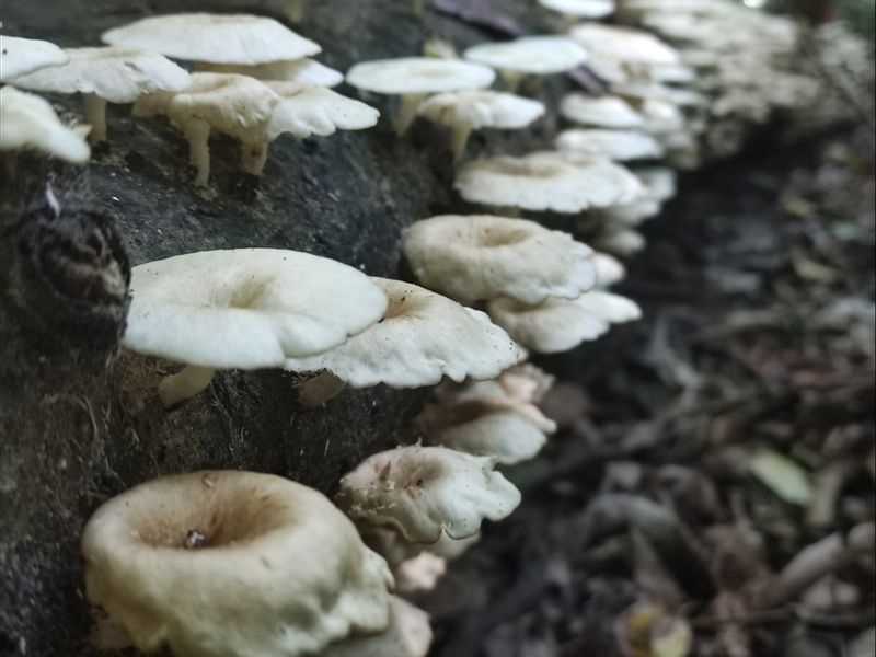 North Sulawesi Private Tour - Mushrooms grow on the fallen tree