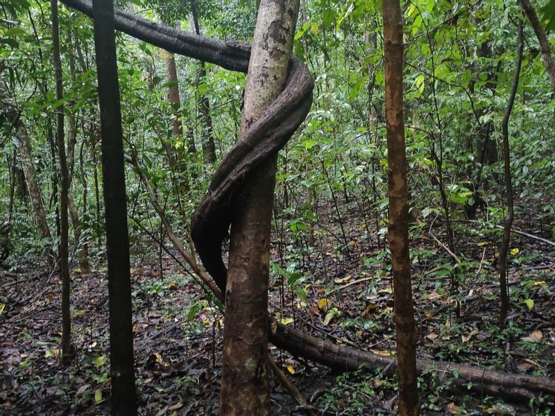 North Sulawesi Private Tour - A tree inside the forest