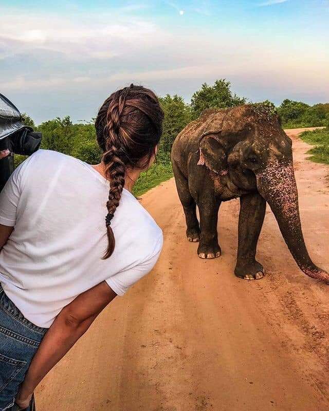 Colombo Private Tour - National Park Jeep Safari 