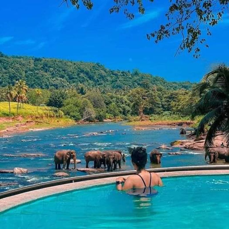 Colombo Private Tour - Pinnawala Elephant Orphanage