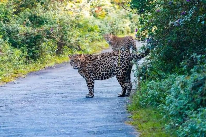 Colombo Private Tour - Leopards at Horton plains