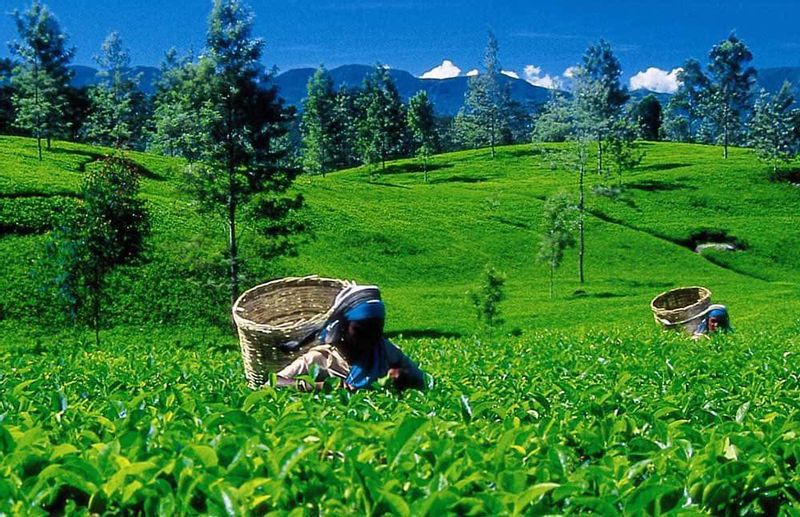 Colombo Private Tour - Tea garden in Nuwara eliya