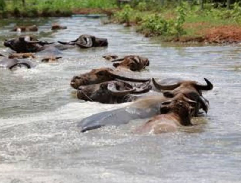 South Kalimantan Private Tour - Buffalo still busy 