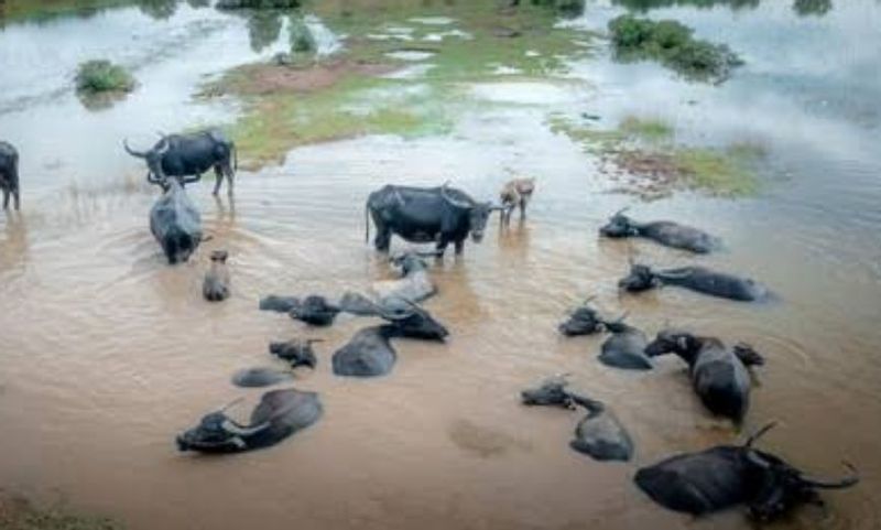 South Kalimantan Private Tour - Buffalo swamp 