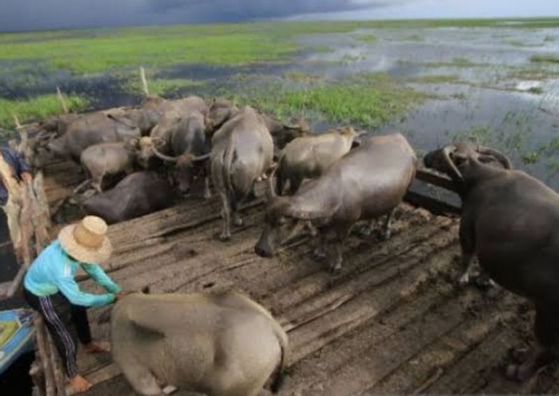 South Kalimantan Private Tour - Buffalo enjoy the water 