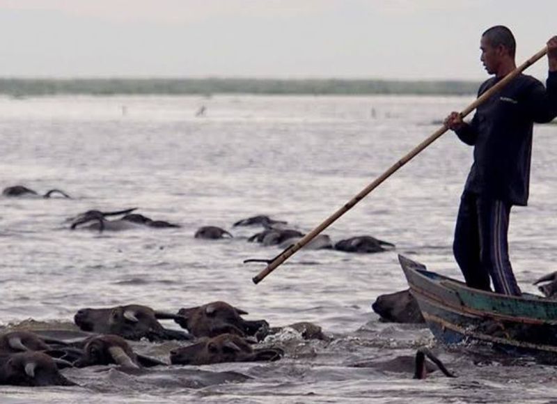 South Kalimantan Private Tour - Man with buffalo 