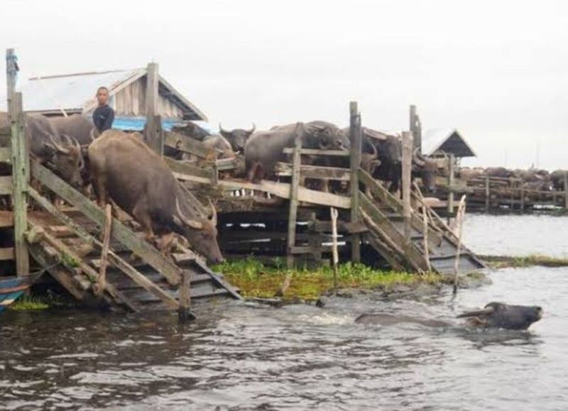 South Kalimantan Private Tour - Take a rest after swimming 