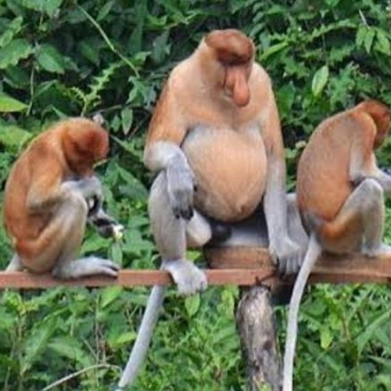 South Kalimantan Private Tour - Proboscis monkey and longnose monkey is the same 