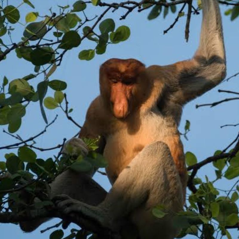 South Kalimantan Private Tour - Longnose monkey 