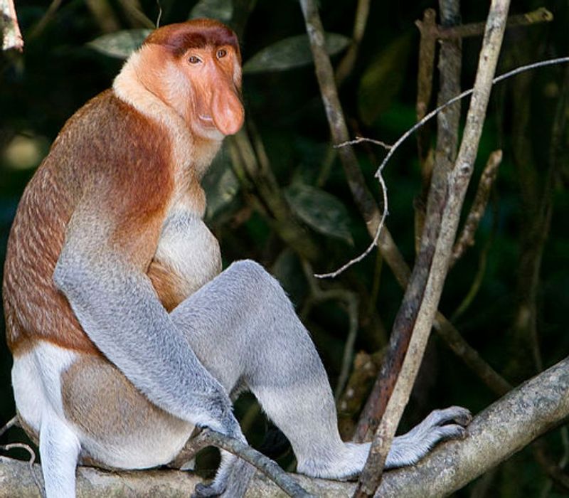 South Kalimantan Private Tour - The male longnose monkey 