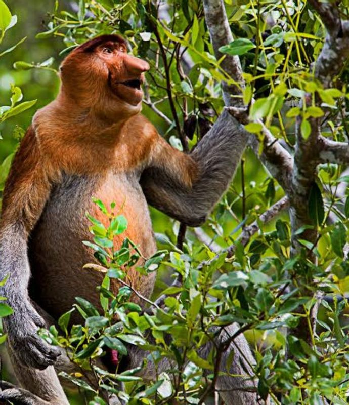 South Kalimantan Private Tour - Eating the leaves of the tree ?