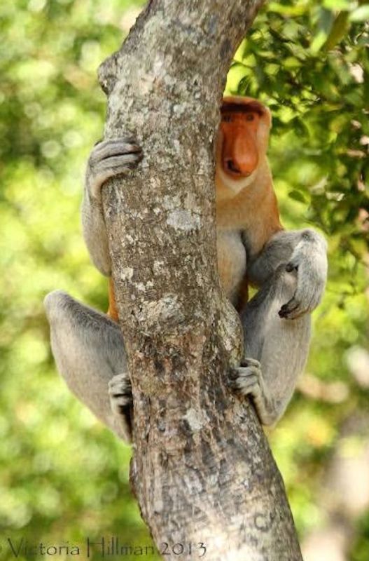 South Kalimantan Private Tour - Hiding behind the tree ?