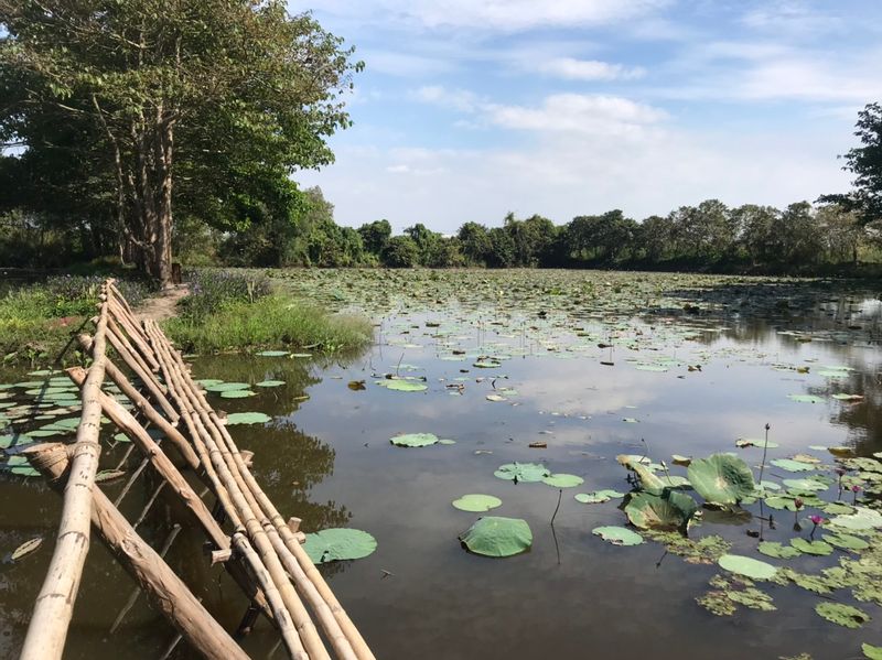 Ho Chi Minh Private Tour - lotus farm