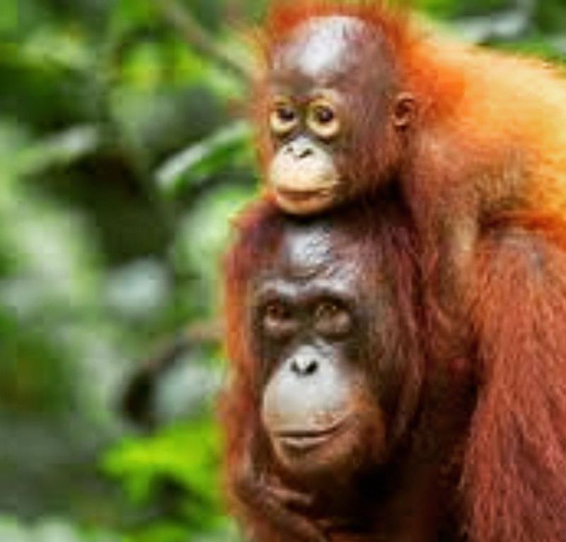 Central Kalimantan Private Tour - With baby 