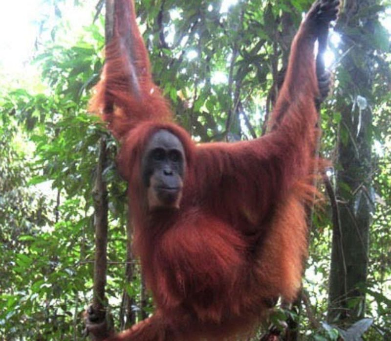 Central Kalimantan Private Tour - On the tree 