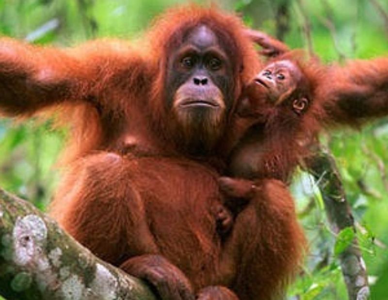 Central Kalimantan Private Tour - Enjoy 