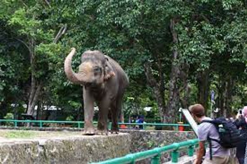 Jakarta Private Tour - kids and families love to see elephant. we have it here.