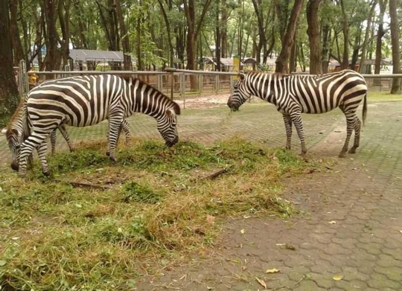 Jakarta Private Tour - zebras,....really? yes .we have zebra here. and many more...