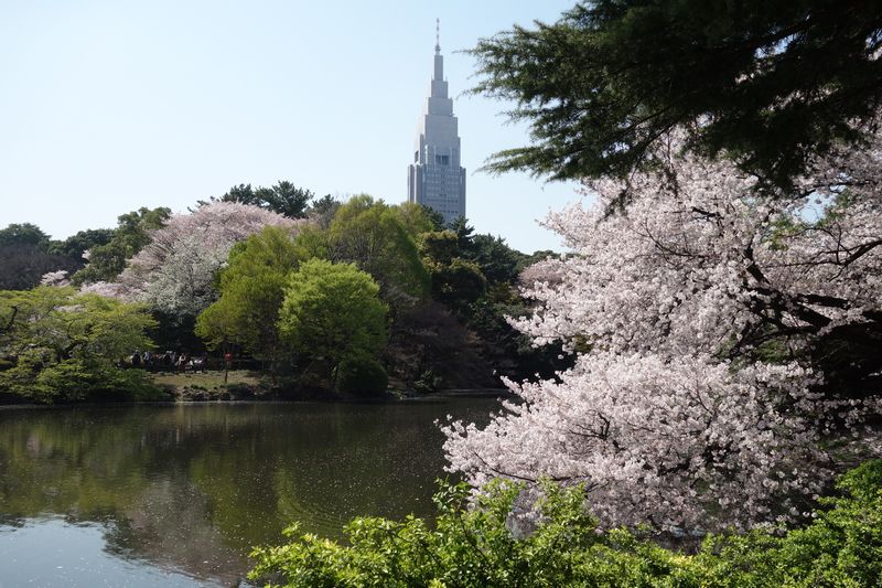 Tokyo Private Tour - Gratte-ciel depuis le jardin " Shinjuku Gyoen "