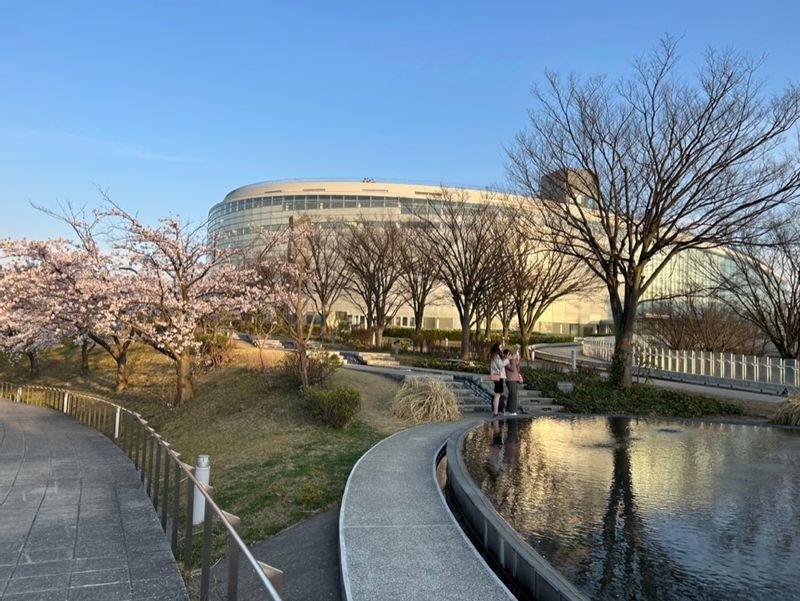 Niigata Private Tour - Cherry trees in full bloom next to Hakusa Shrine