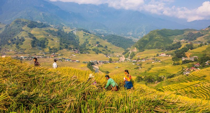 Hanoi Private Tour - harvesting time in Sapa