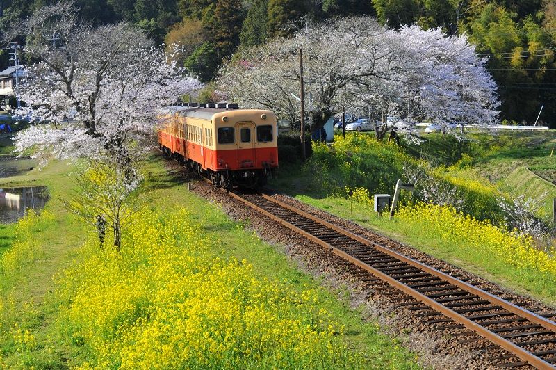 線路沿いに咲く花とのコントラストが人気の小湊鉄道