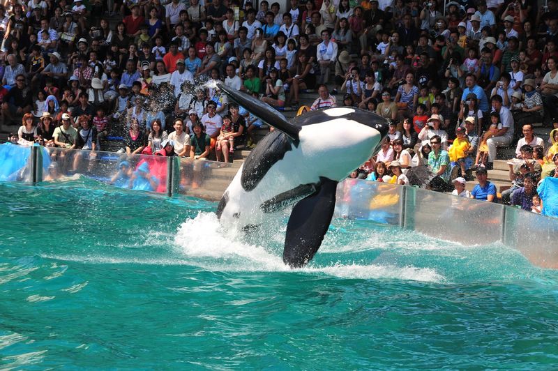 You can see a number of shows in a day with dolphins, seals, orcas and other animals