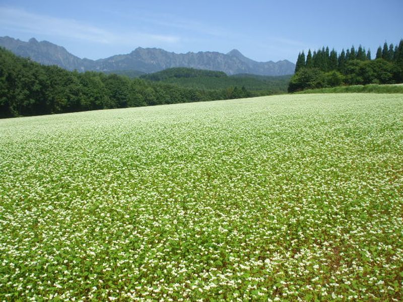 Buckwheat flowers go into full bloom from around the end of August. “Shin soba” 