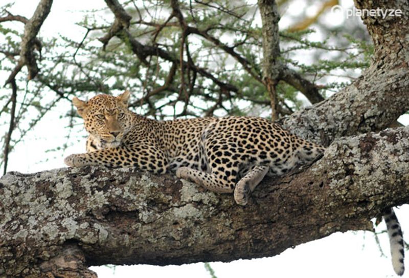 Seronera (Serengeti National Park)