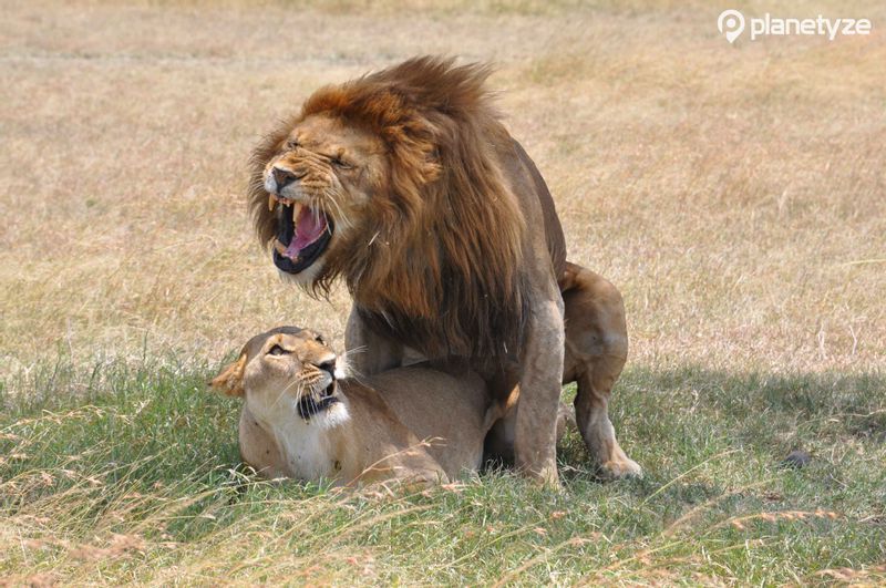 Mara Region (Serengeti National Park)