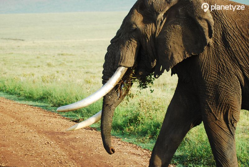 Ngorongoro Crater (Ngorongoro Conservation Area)