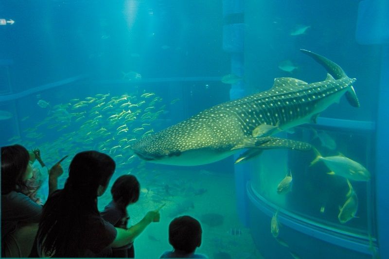 Osaka Aquarium Kaiyukan 