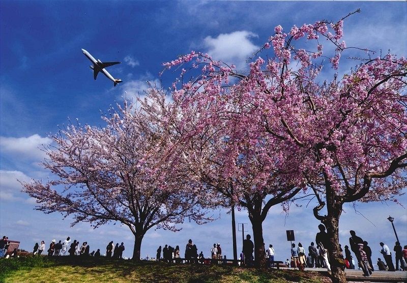 Sakura-no-Yama Park