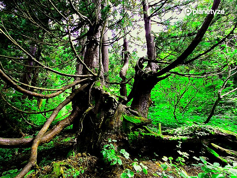 Osado Ishina Natural Cedar Forest