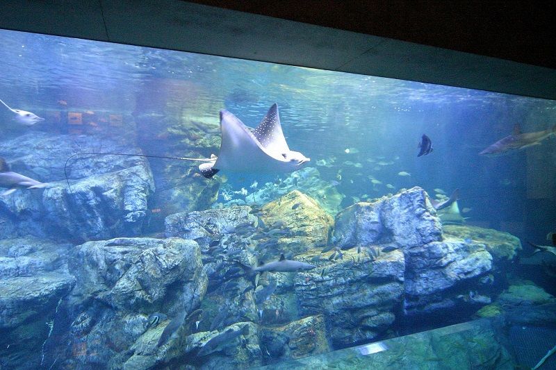 Oita Marine Palace Aquarium Umi Tamago 