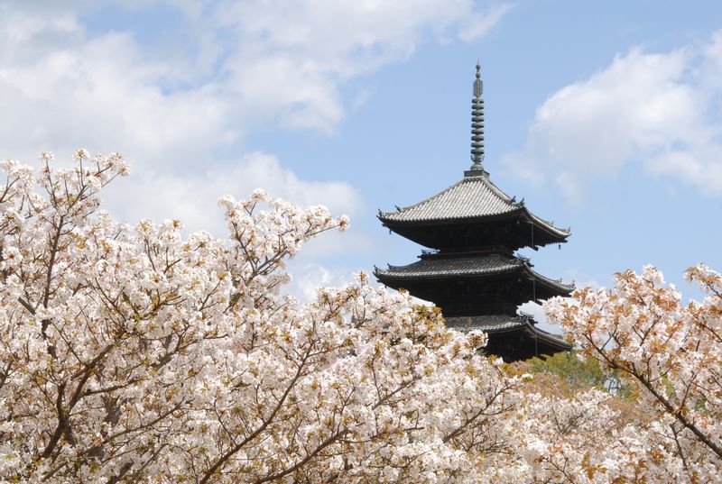 The Omuro cherry trees of Ninna-ji Temple