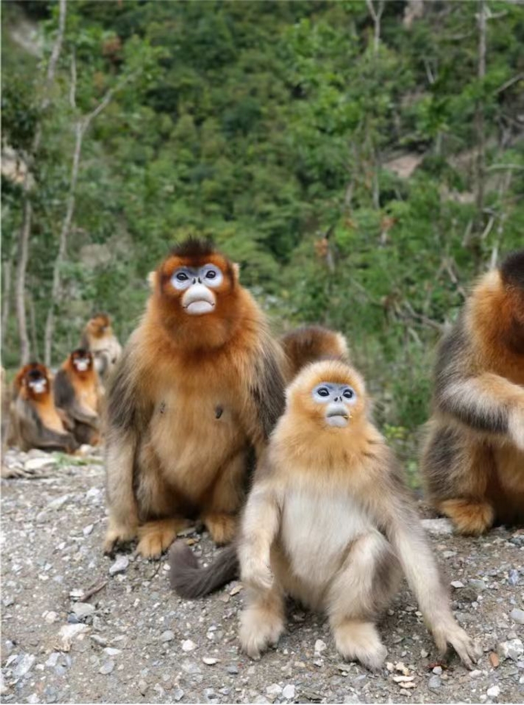 NATURAL MOUNTAIN MONKEYS SOU（ブラウン） Guizhou snub-nosed monkeys seen in Fanjingshan National