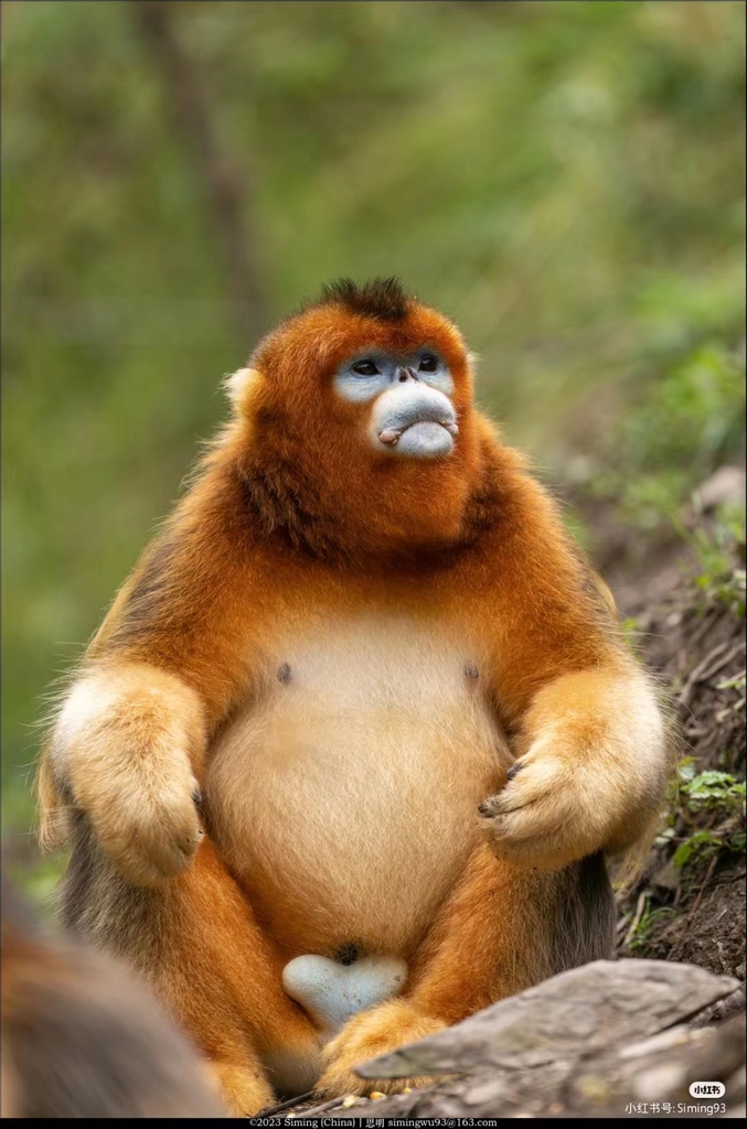 NATURAL MOUNTAIN MONKEYS SOU（ブラウン） Get close to the agility of the golden snub-nosed monkey