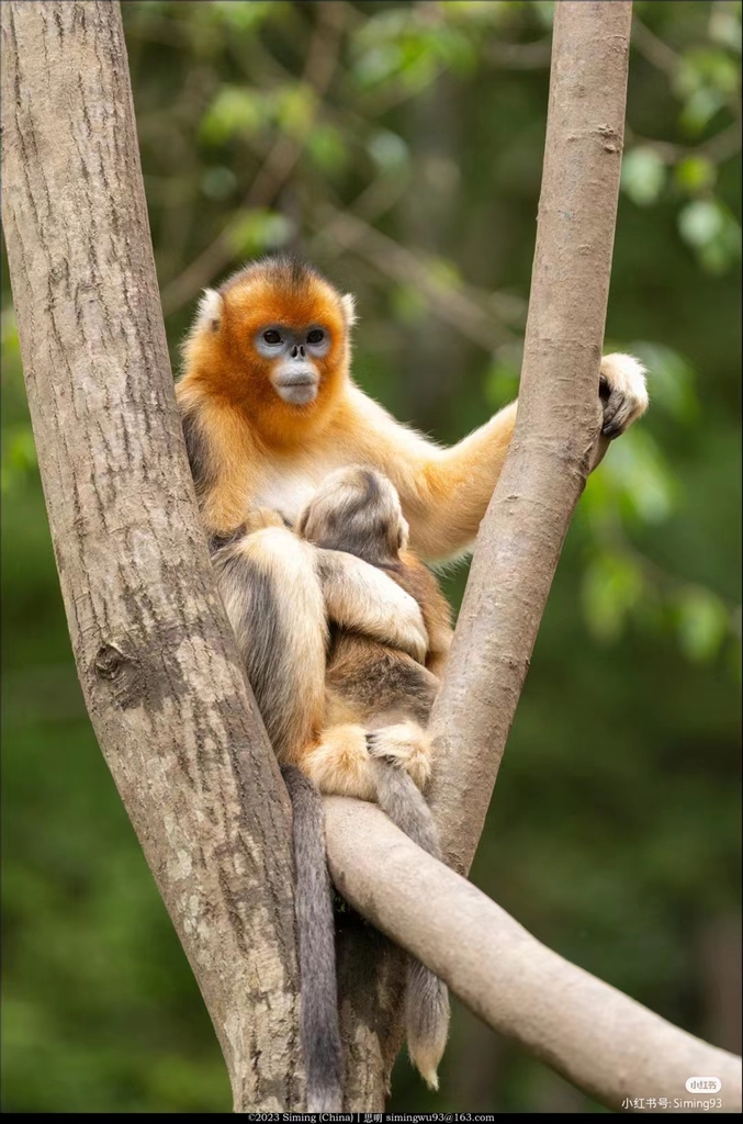 NATURAL MOUNTAIN MONKEYS SOU（ブラウン） Get close to the agility of the golden snub-nosed monkey