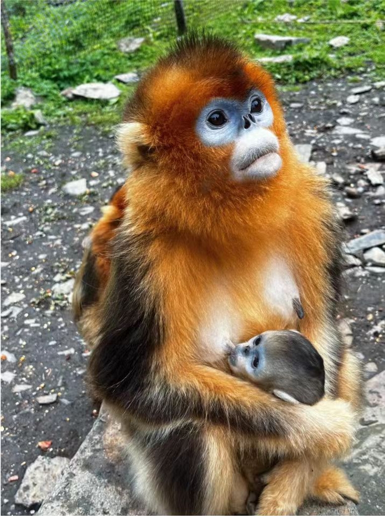 NATURAL MOUNTAIN MONKEYS SOU（ブラウン） Guizhou snub-nosed monkeys seen in Fanjingshan National
