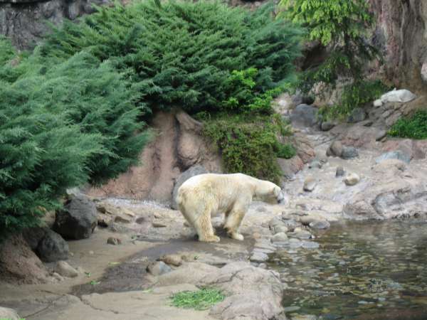 Four of the Best Zoos in Japan | TripleLights