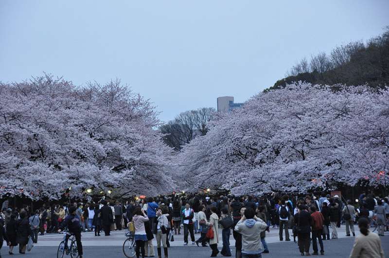 Best 8 Cherry Blossom Spots in Tokyo