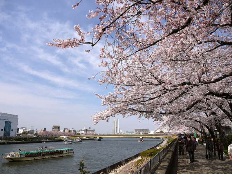 Best 8 Cherry Blossom Spots in Tokyo