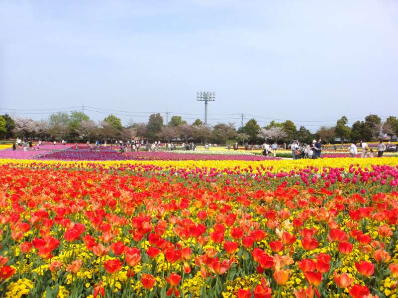 Such flowers