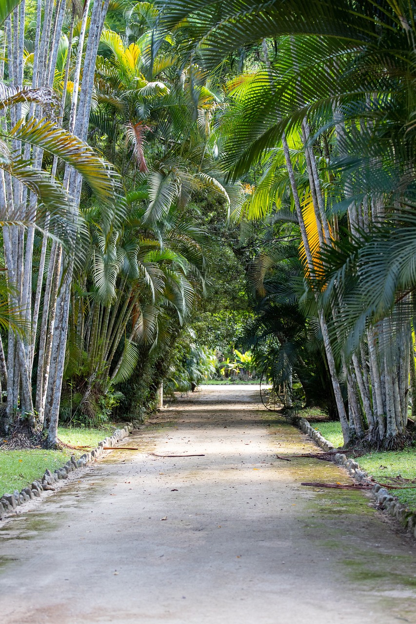 A palm tree covered walkway in Rio De Janeiro's botanical garden
